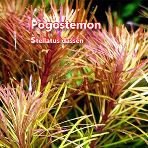 Pogostemon stellatus dassen